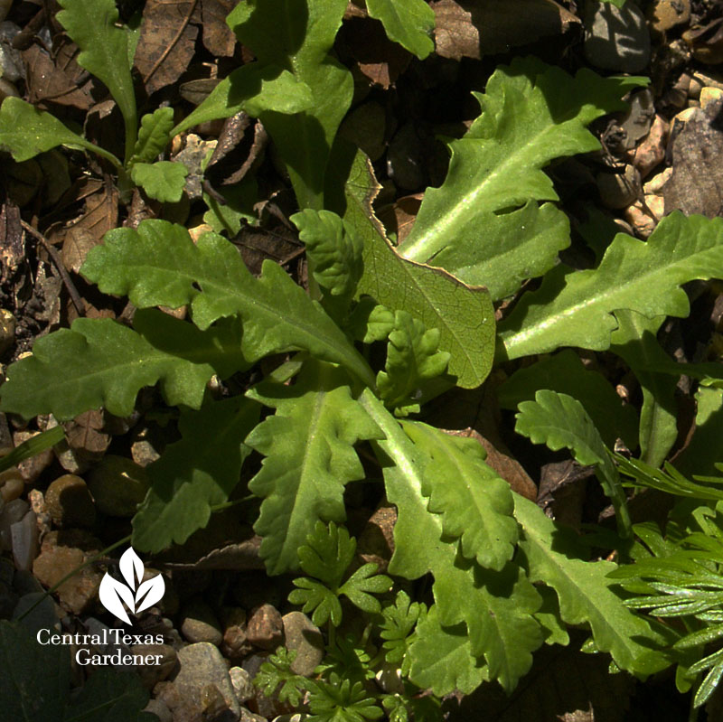 poppy seedling rosette 