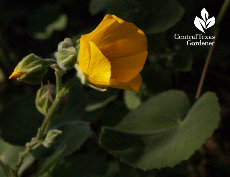 Abutilon palmeri central texas gardener