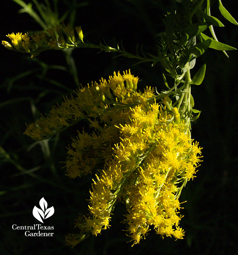 goldenrod Texas Native Plant Week 