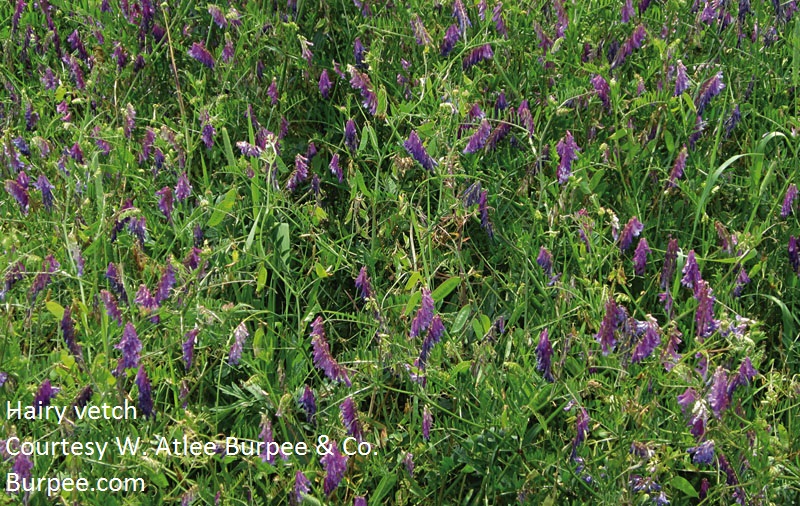 hairy vetch courtesy of Burpee 