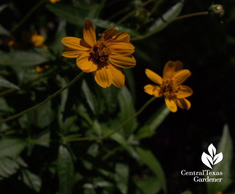 Zexmenia (Wedelia texana) Native Texas Plant Week