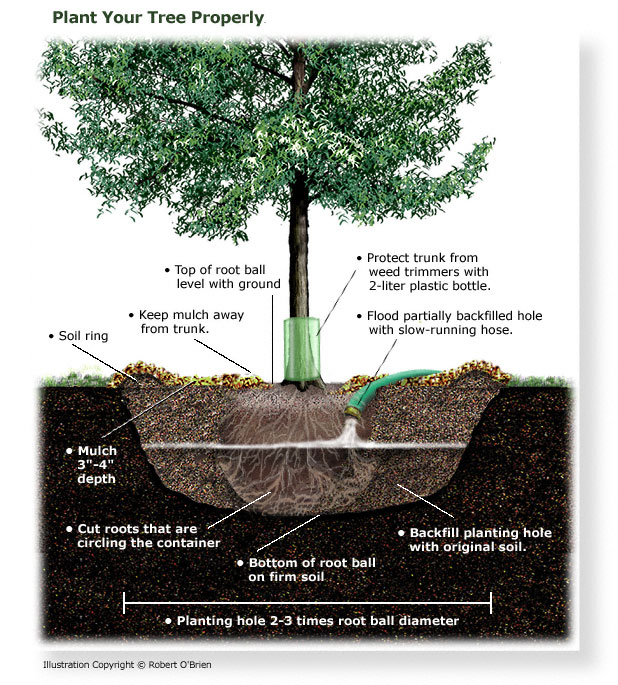 how to plant a tree TreeFolks Austin Texas 