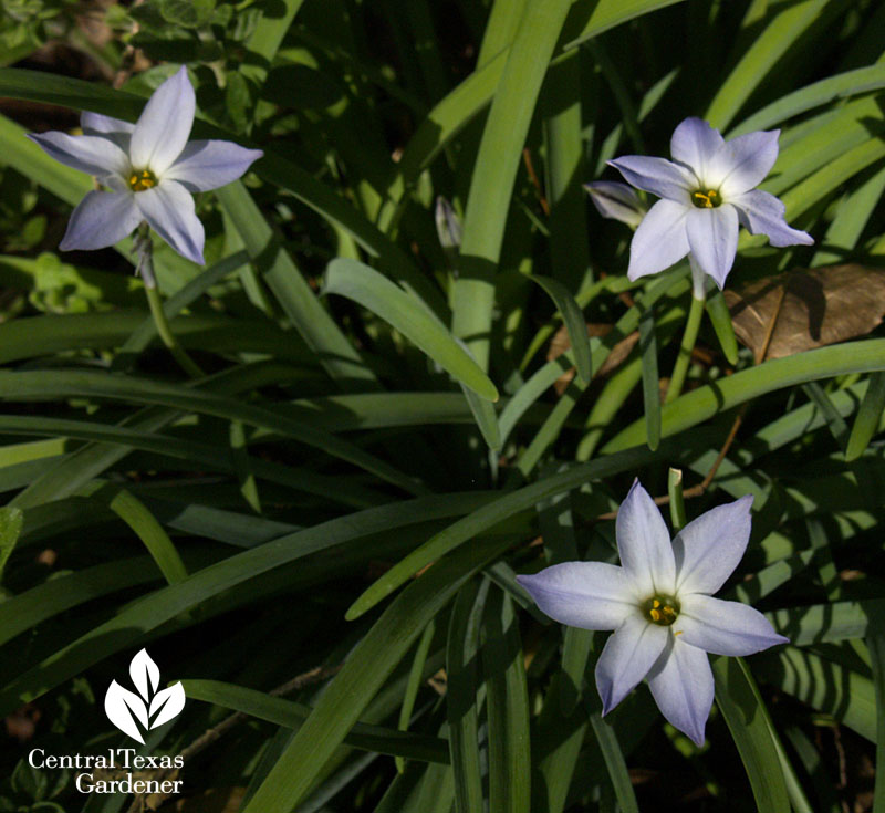 Spring star flower ipheon uniflorum austin garden