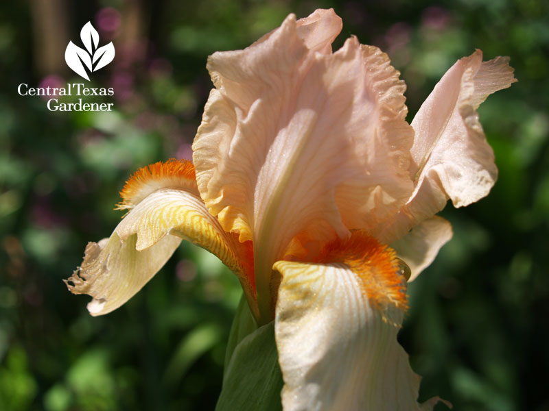Apricot iris Central Texas Gardener