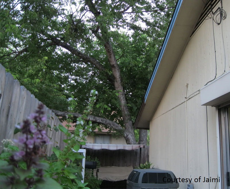 Arizona ash in danger photo by Jaimi