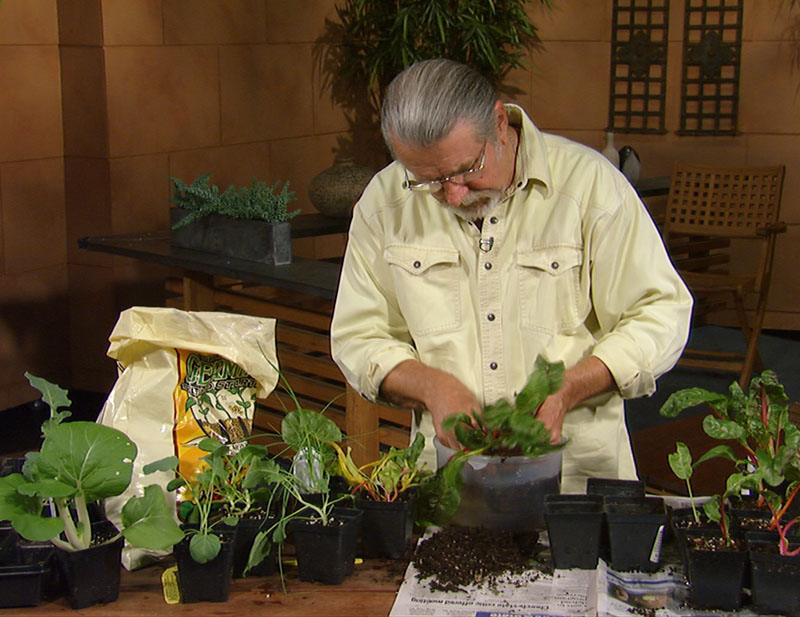 john dromgoole divides Swiss chard transplants john dromgoole divides Swiss chard transplants