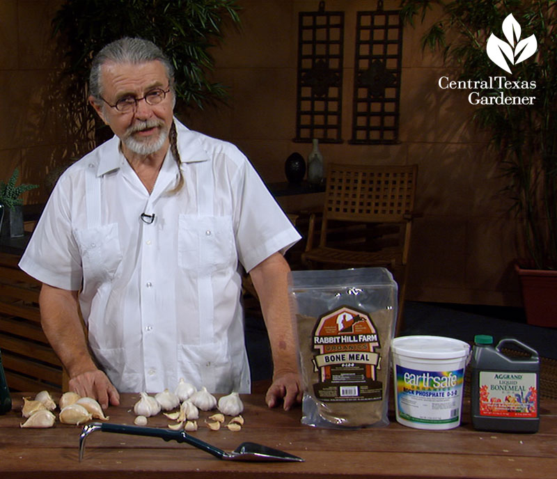 Planting garlic with John Dromgoole The Natural Gardener 