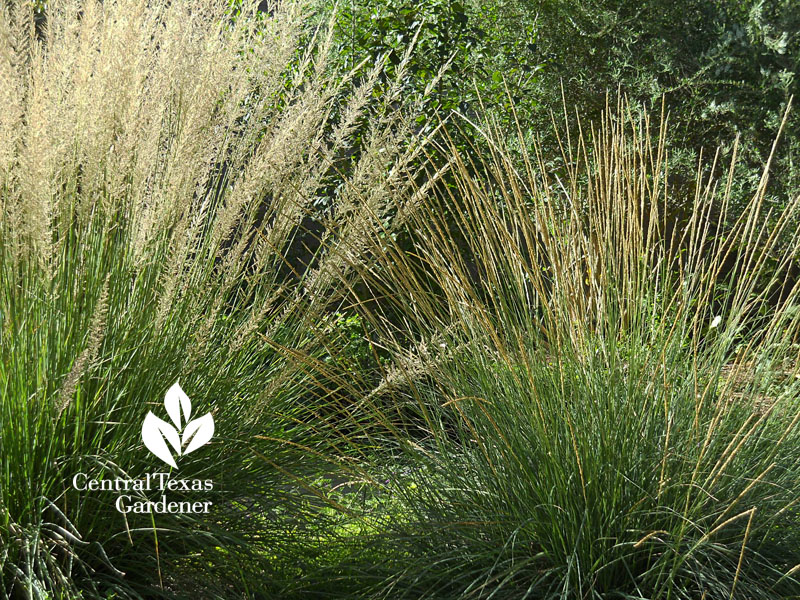 Lindheimer muhly and deer muhly 