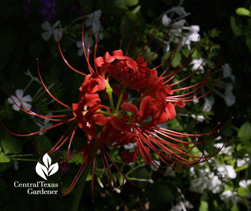 Lycoris radiata with white plumbago Austin garden 