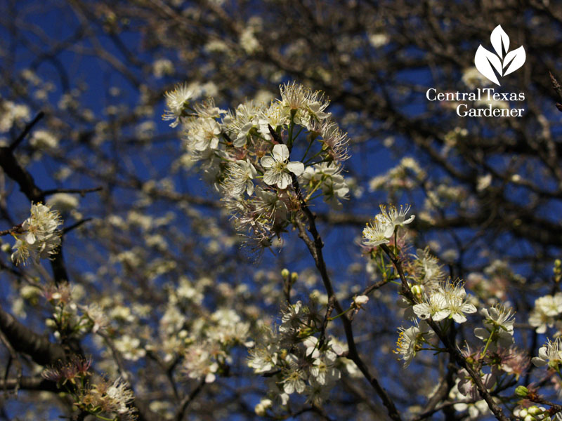 mexican plum in bloom Texas Native Plant Week mexican plum in bloom Texas Native Plant Week