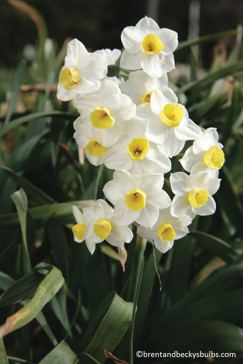 Narcissus Avalanche Brent and Becky's Bulbs