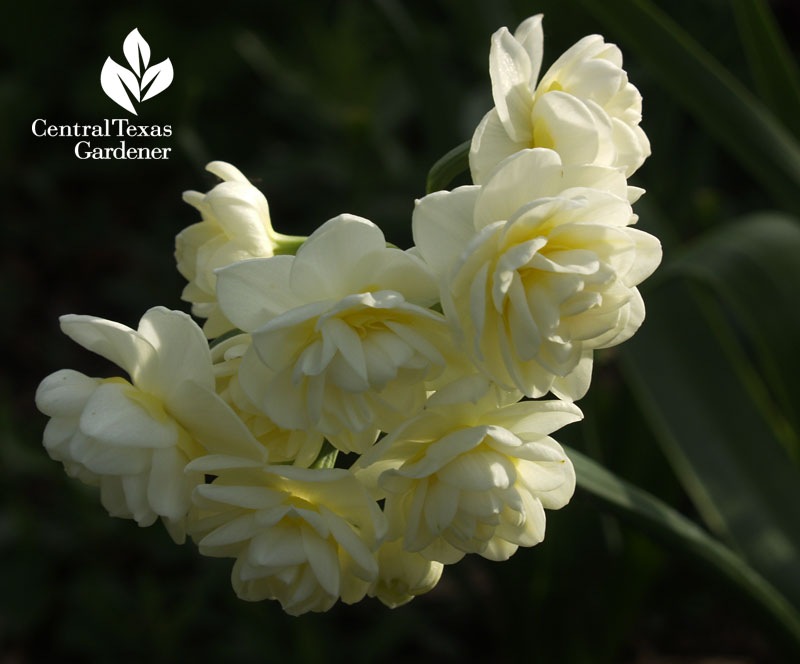 narcissus erlicheer austin garden