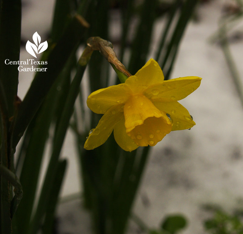 narcissus sweetness in snow 