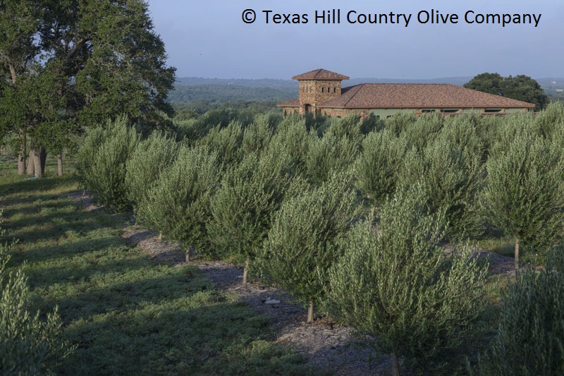 olive trees Texas Hill Country Olive Company 