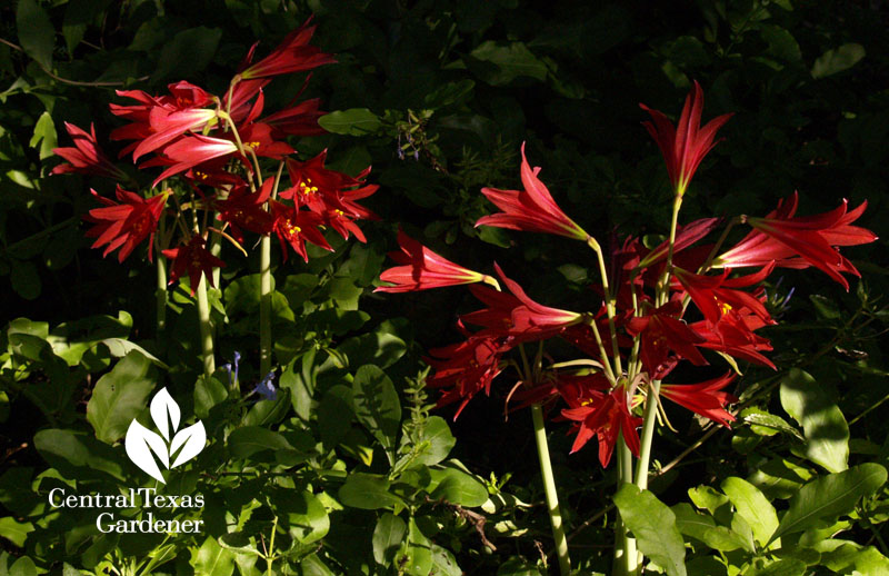 Oxblood lilies Austin garden 