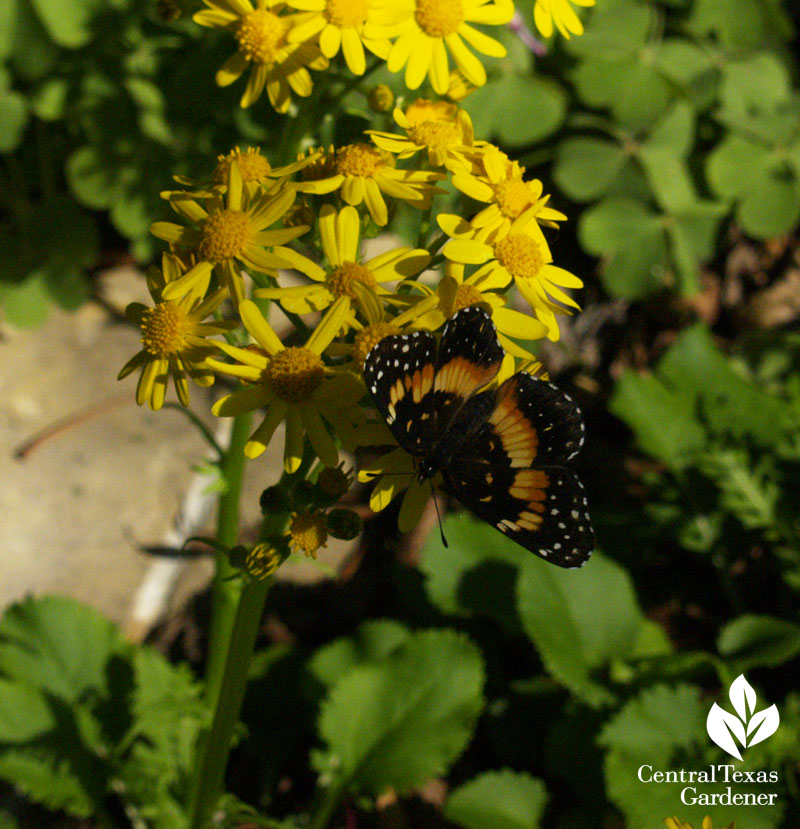 Packera obovata with Bordered Patch butterfly