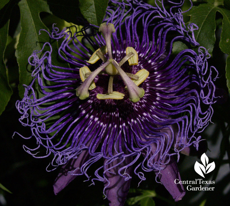 passion vine flower Austin garden 