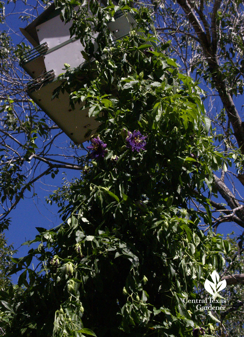 passionvine climbing up Purple Martin house