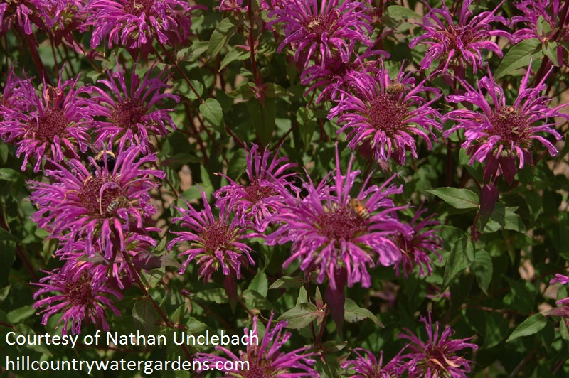 Peter's Purple bee balm Hill Country Water Gardens & Nursery 