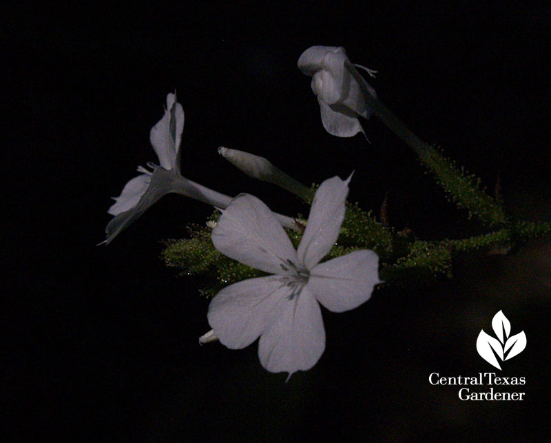 plumbago scandens Texas Native Plant Week 