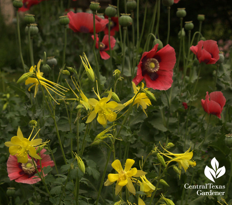 Corn poppies and columbine austin garden 