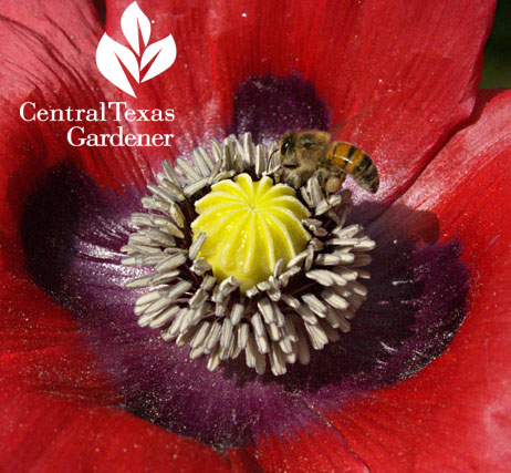 Bee on corn poppy austin garden 
