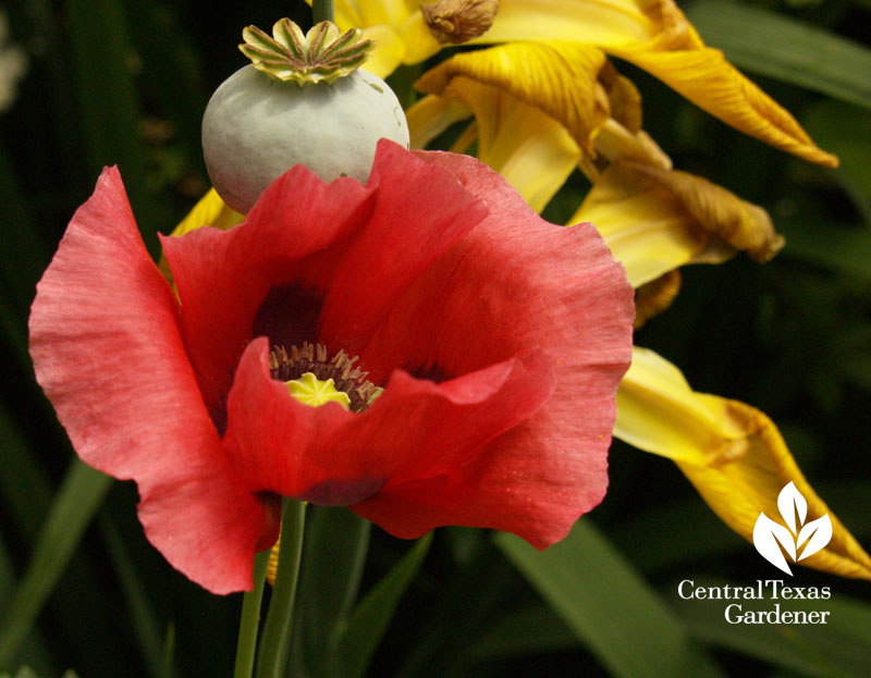 Corn poppy with spuria iris austin garden 