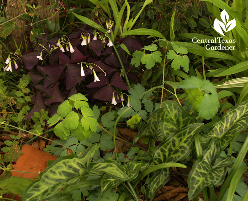 purple oxalis with Arum italicum and columbine 