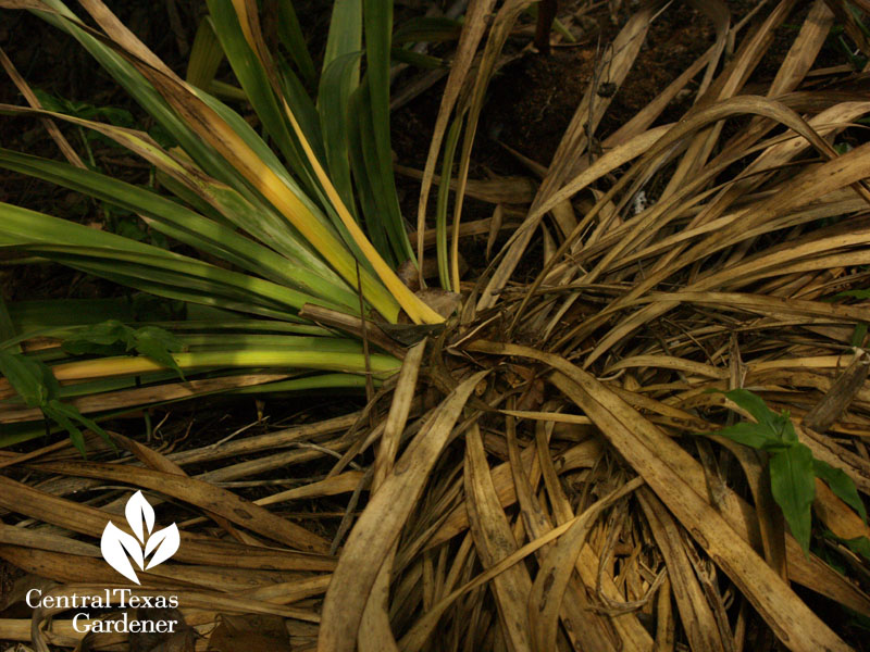 rotted soft leaf yucca austin garden rain bomb