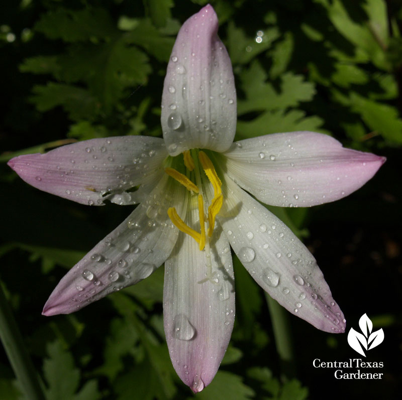 rain lily habranthus robustus