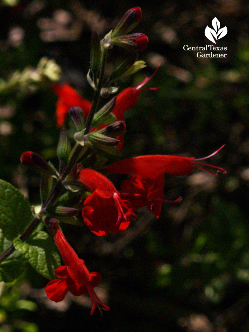 salvia coccinea austin texas Native Plant Week 