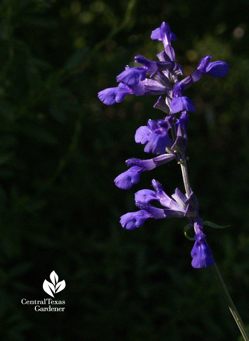 Salvia farinacea 'Henry Duelberg' Texas Native Plant Week 