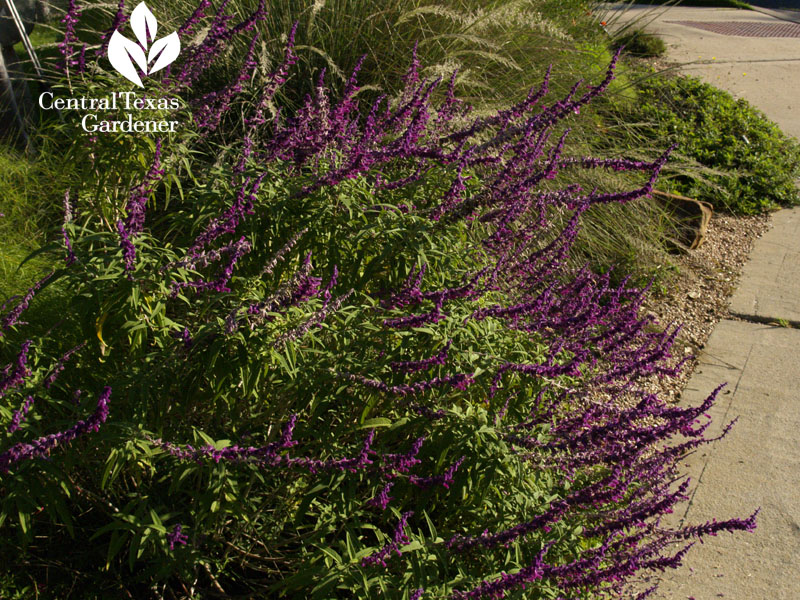 Mexican bush sage Salvia leucantha wildlife habitat Mexican bush sage Salvia leucantha wildlife habitat