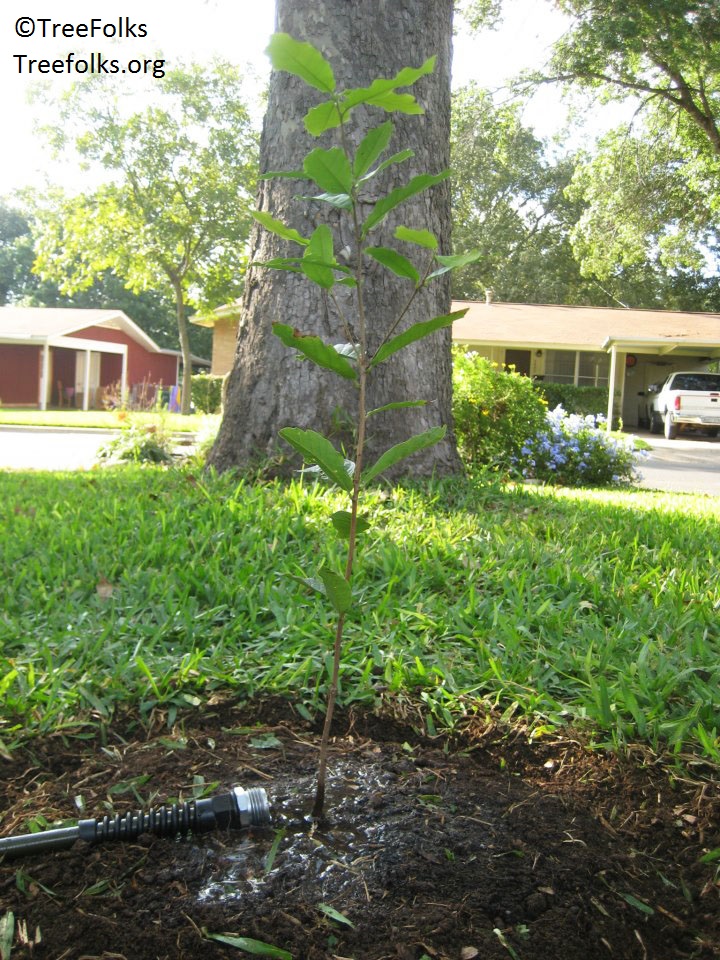 Sapling to replace old tree TreeFolks Austin Texas 