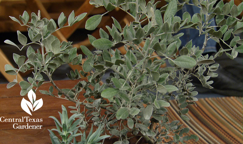 Silver peso mountain laurel Central Texas Gardener 