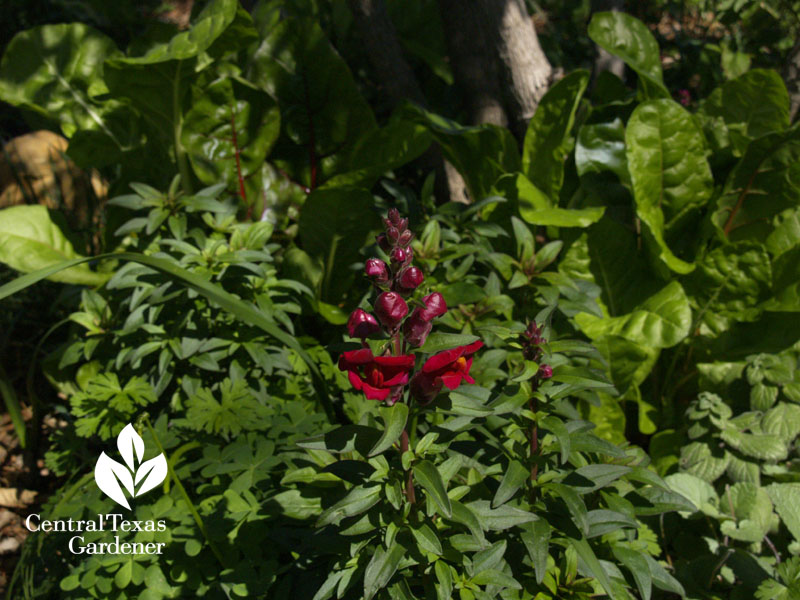 Snapdragon with Swiss chard winter garden 