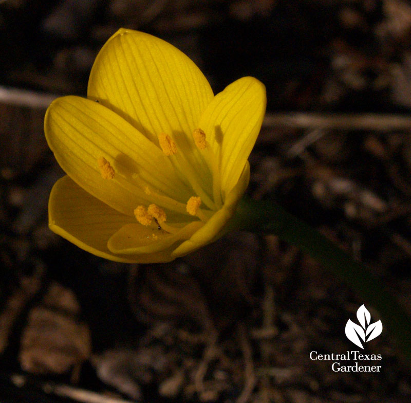 Sternbergia lutea 