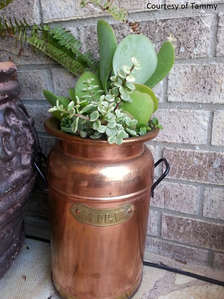 Milk can succulent container photo by Tammy