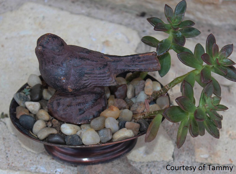 soapdish succulent container photo by Tammy