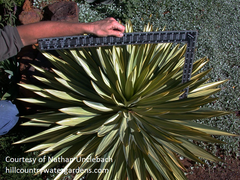 Yucca gloriosa 'Tiny Star' Hill Country Water Gardens & Nursery 