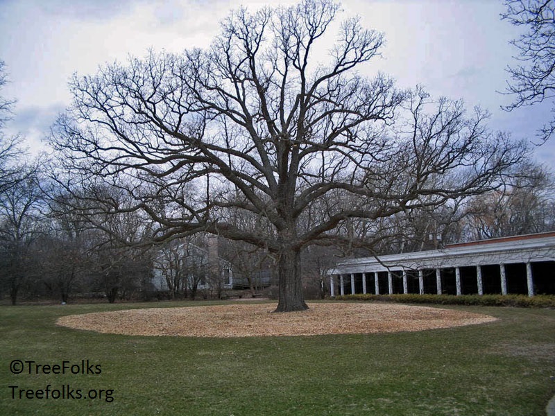 how to mulch a tree TreeFolks Austin Texas 