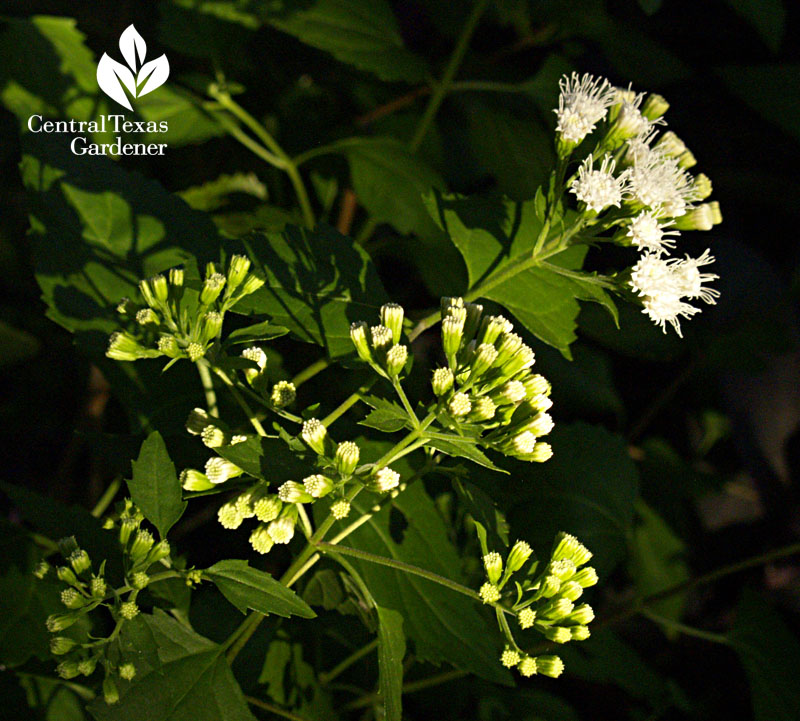 White mistflower Ageratina 