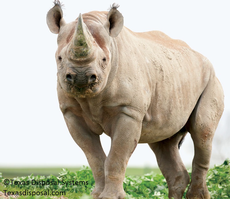 Black Rhinocerous at Texas Disposal Systems exotic game ranch