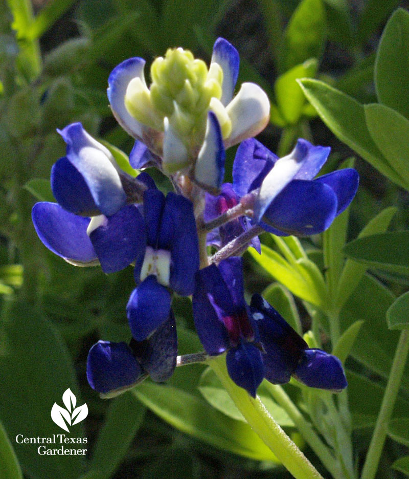 Lady Bird Johnson Royal Blue bluebonnet 