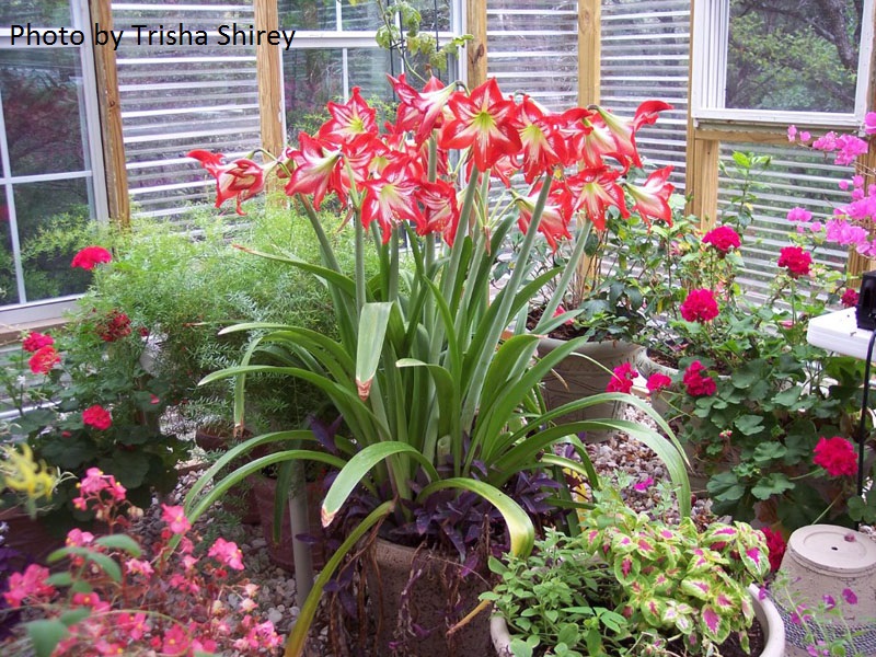 amaryllis bulbs Trisha Shirey Central Texas Gardener 