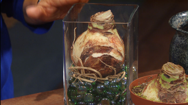 amaryllis bulb forced on glass beads Trisha Shirey Central Texas Gardener amaryllis bulbs Trisha Shirey Central Texas Gardener