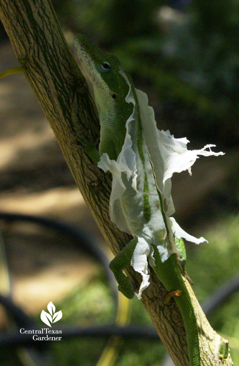 anole shedding