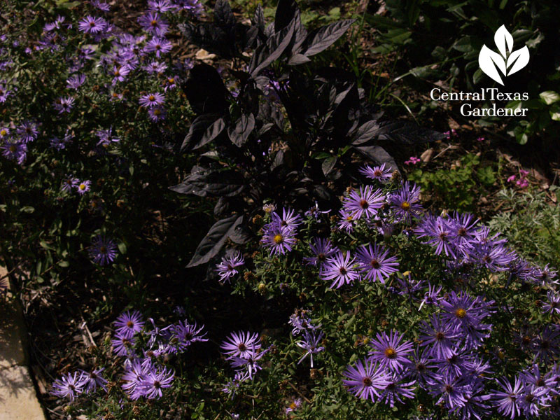 Black Pearl pepper with fall asters austin garden 