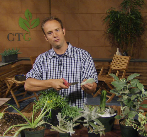 propagate succulent Eric Pedley East Austin Succulents propagate succulent Eric Pedley East Austin Succulents