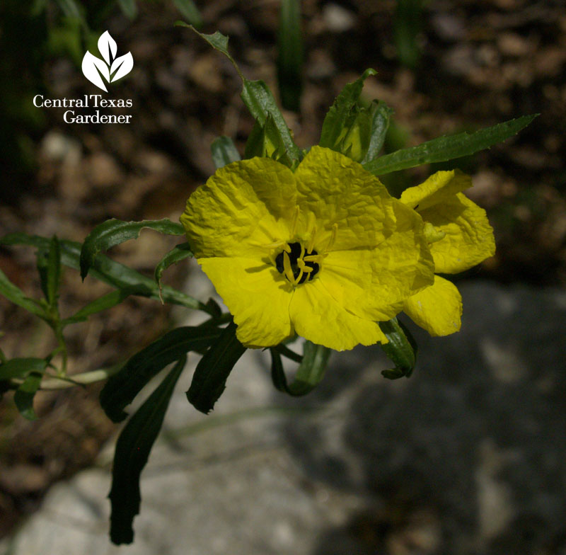 calylophus berlandeiri austin garden